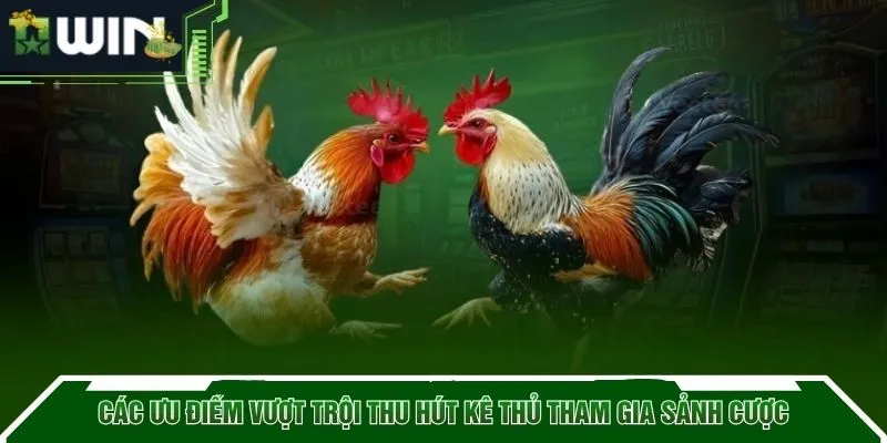 Các ưu điểm vượt trội thu hút kê thủ tham gia sảnh cược